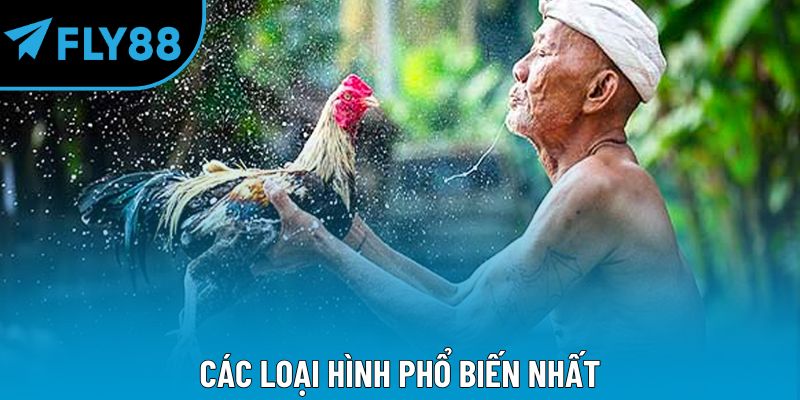 Các loại hình phổ biến nhất