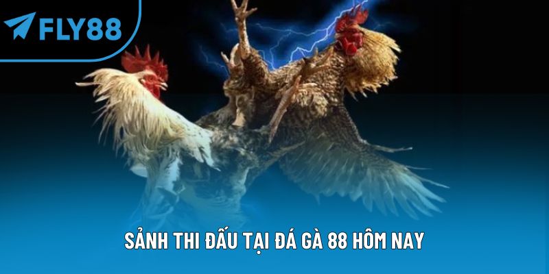 Sảnh thi đấu tại đá gà 88 hôm nay